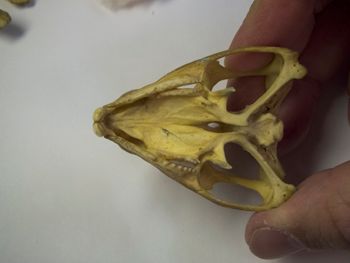 Media type: image;   Herpetology R-4702
